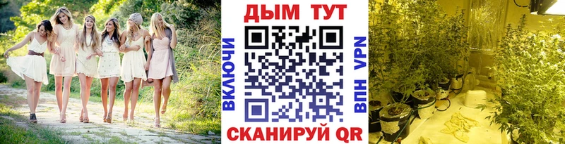 Конопля сатива  что такое   Люберцы 